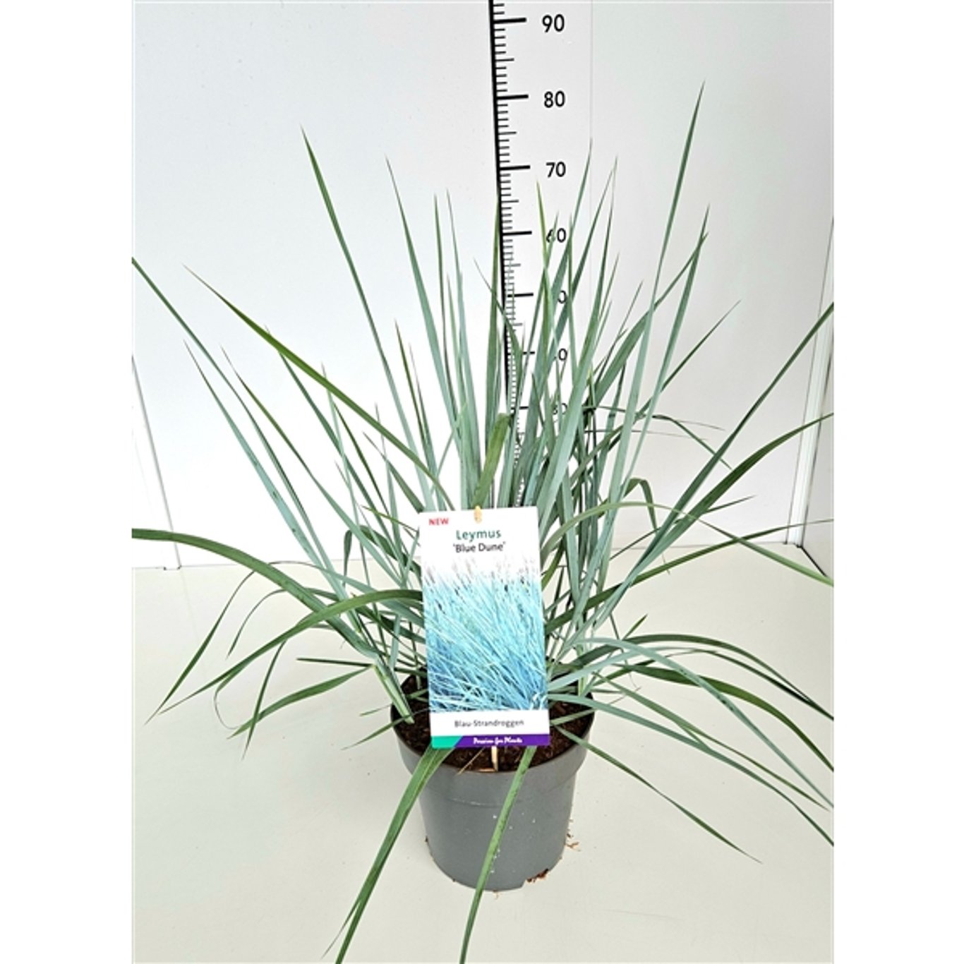 Leymus arenarius 'Blue Dune' - C5